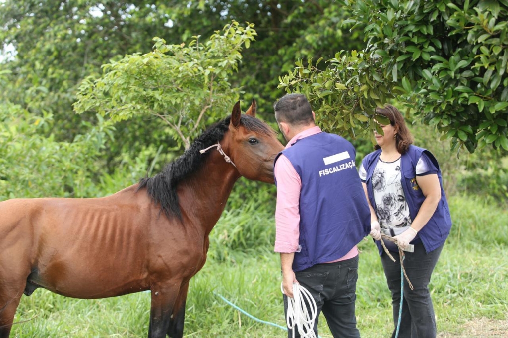 Conheça a Defesa dos 2 Cavalos !! 