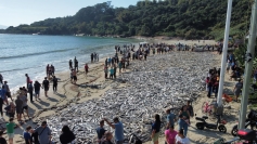 Lanço histórico: mais de 50 mil tainhas na Praia de Cima