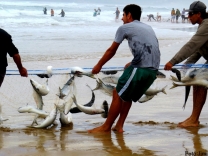 Ministério da Pesca e Aquicultura aumenta cota da pesca da tainha por arrasto de praia