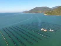 Crise sem precedentes afeta retirada de ostras no litoral de Santa Catarina