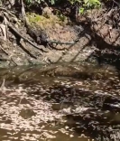IMA descarta poluição como causa da morte de peixes em Palhoça
