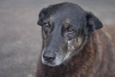 Caso Orelha: DRP de Palhoça compartilha pronunciamentos do delegado-geral da PCSC