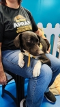 Feiras de adoção mobilizam a Grande Florianópolis e ajudam centenas de pets a encontrarem novo... Feiras de adoção mobilizam a Grande Florianópolis e ajudam centenas de pets a encontrarem novo...