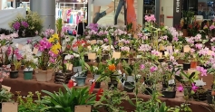 ViaCatarina recebe feira de orquídeas
