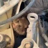 Lontra é encontrada escondida em motor de automóvel, na Guarda do Embaú