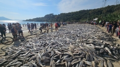 Safra da tainha começa nesta sexta-feira (1) em Palhoça