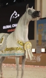 Cavalo criado por palhocense vence competição na Riviera Francesa
