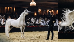 Cavalo criado por veterinário de PH conquista título mundial no Catar