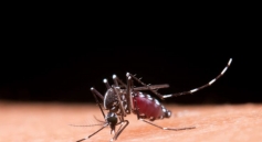 Saneamento é um dos principais aliados no combate à dengue