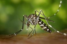 Combata a dengue: elimine os criadouros e proteja sua saúde